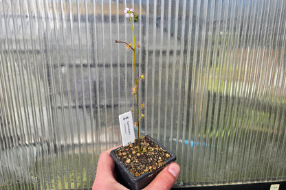 Drosera auriculata (Tasmania) - Tuberous Sundew