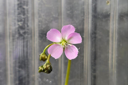 Drosera auriculata (Tasmania) - Tuberous Sundew