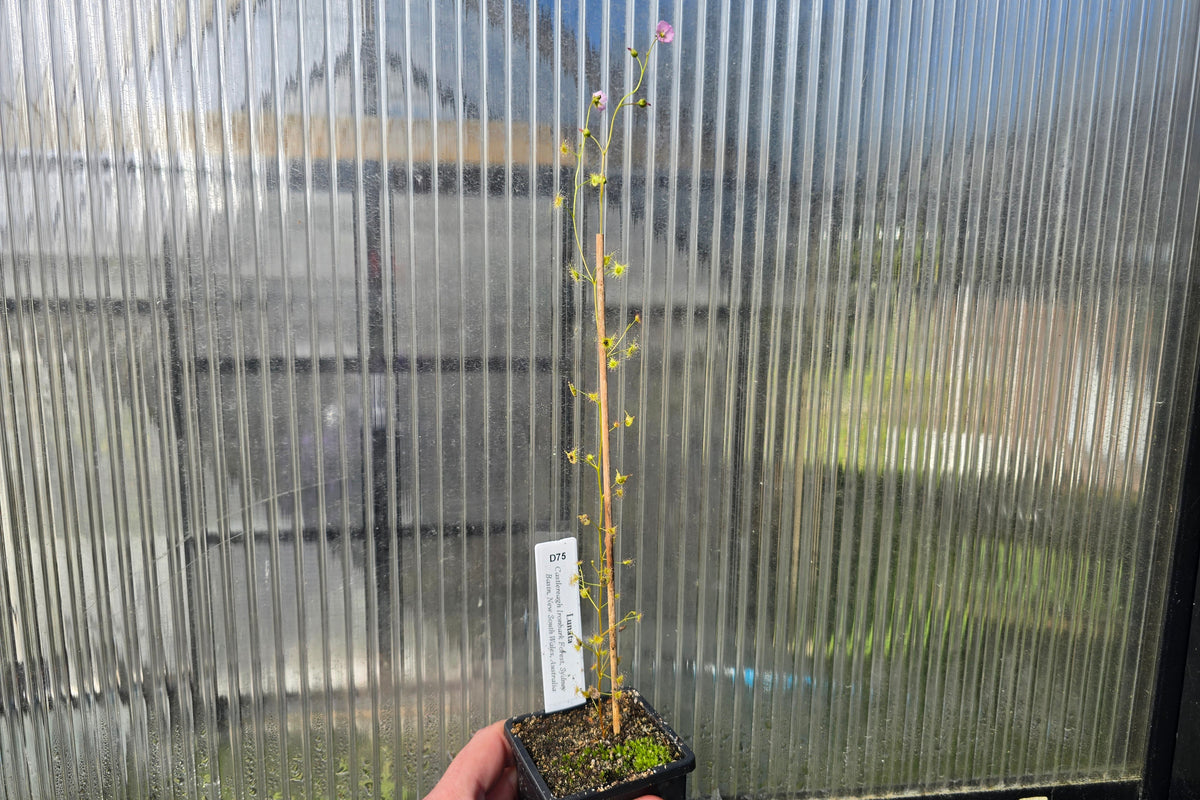 Drosera lunata (Castlereagh Ironbark Forest Sydney Basin, New South Wales, Australia) - Tuberous Sundew
