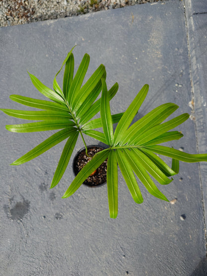 Queen Sago Cycad (Cycas rumphii)