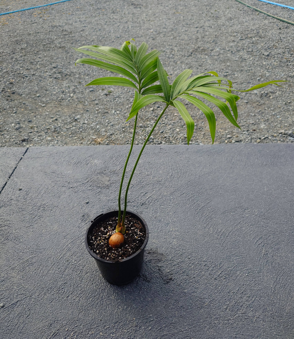 Queen Sago Cycad (Cycas rumphii)