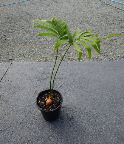 Queen Sago Cycad (Cycas rumphii)