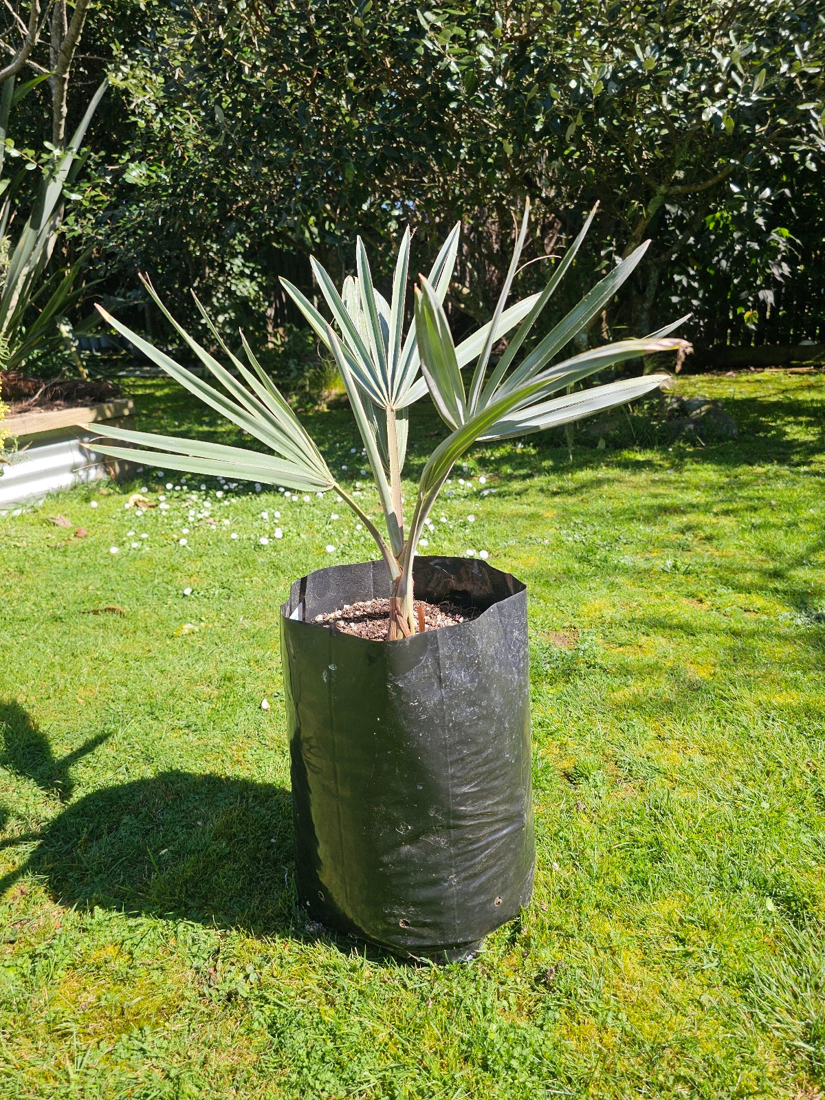 Bismarck Palm ~ 4 years old