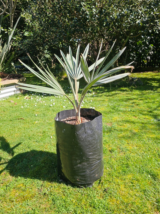 Bismarck Palm ~ 4 years old