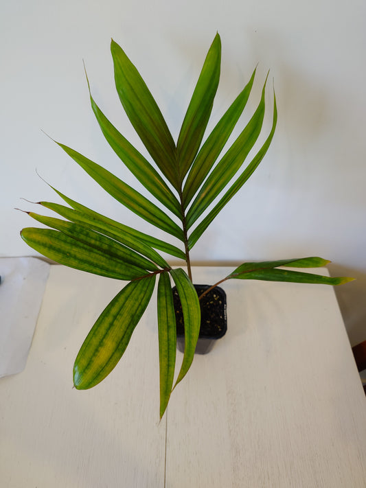 Flamethrower Palm / Chambeyronia macrocarpa