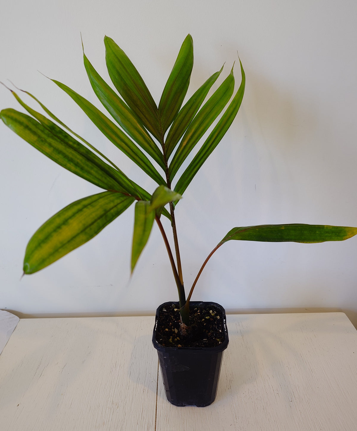 Flamethrower Palm / Chambeyronia macrocarpa