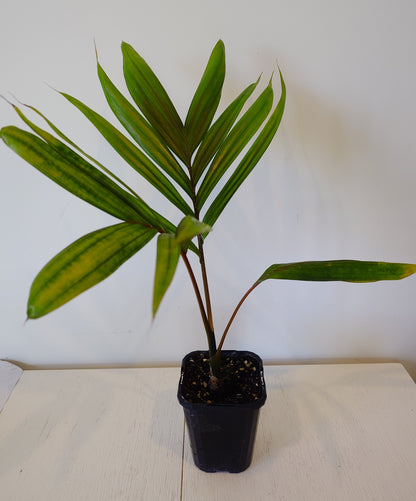 Flamethrower Palm / Chambeyronia macrocarpa