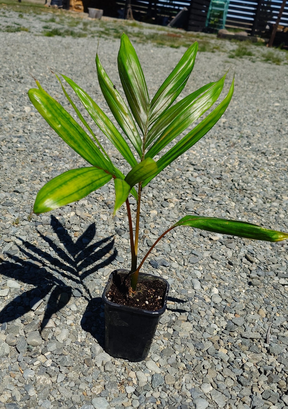 Flamethrower Palm / Chambeyronia macrocarpa