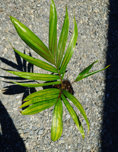 Flamethrower Palm / Chambeyronia macrocarpa