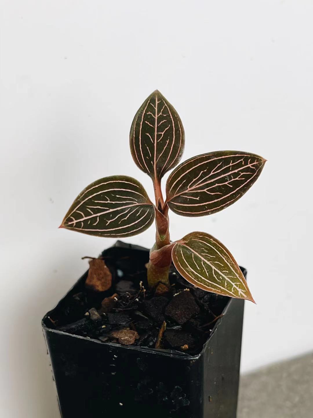 Ludisia 'Spiderman'