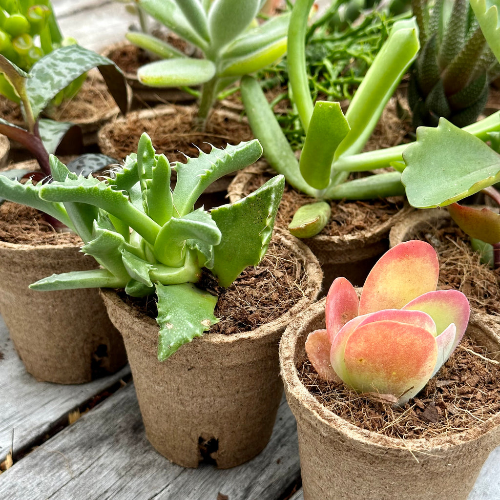 WEIRD & WONDERFUL Succulents Gift Box (6 Pack)