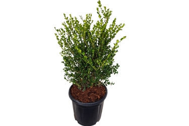 Buxus 'Green Gem'