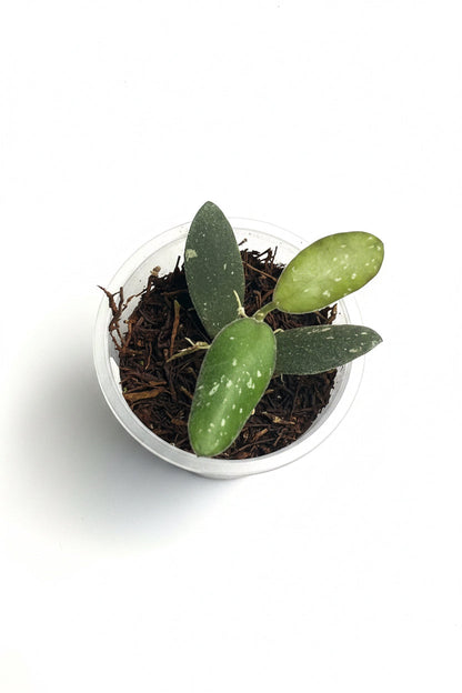 Hoya VL9, Very rare