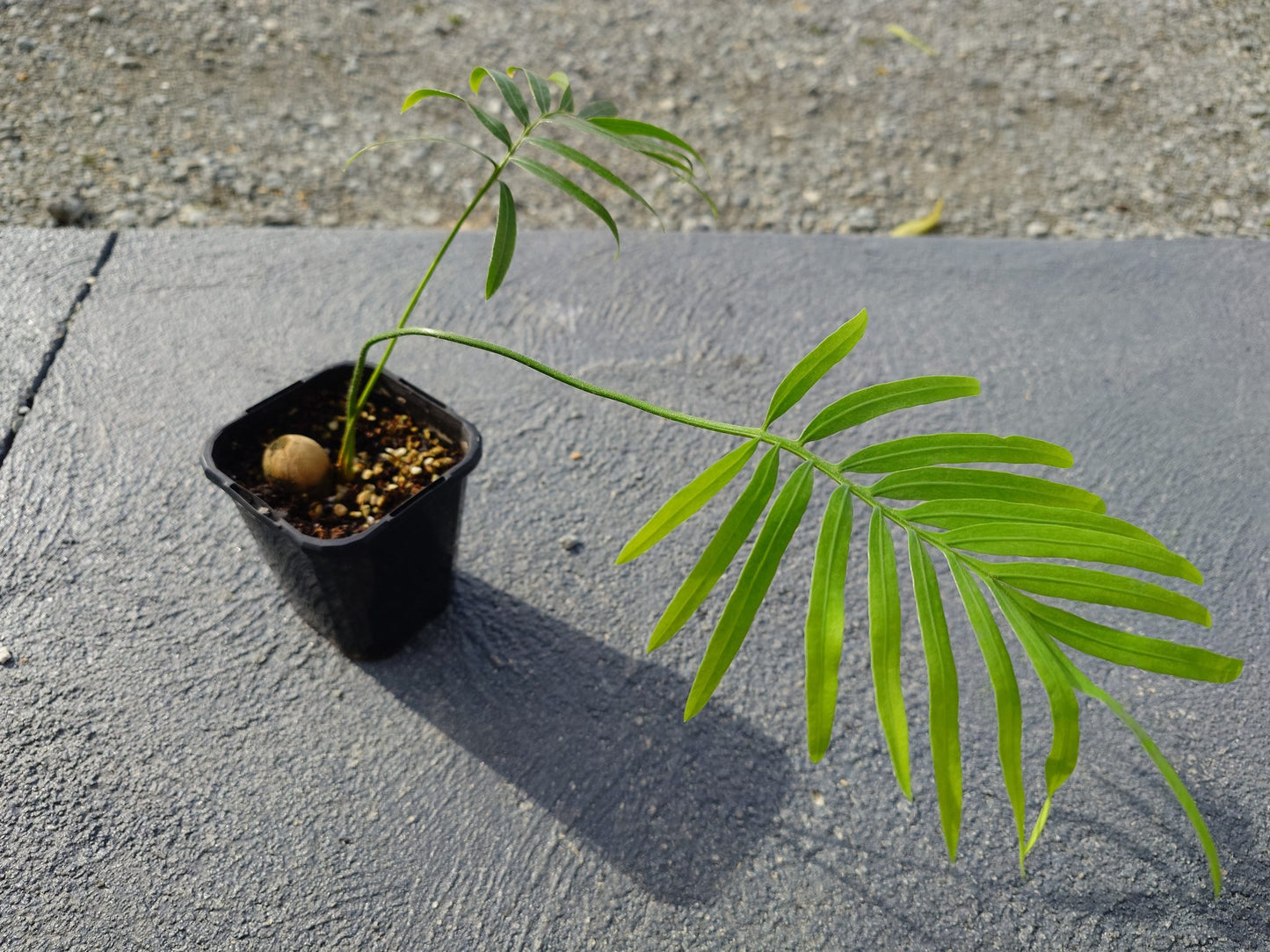 Cycas siamensis | Thai Sago