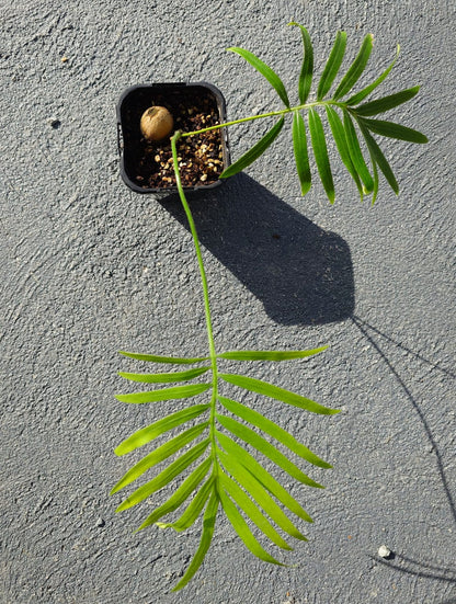 Cycas siamensis | Thai Sago