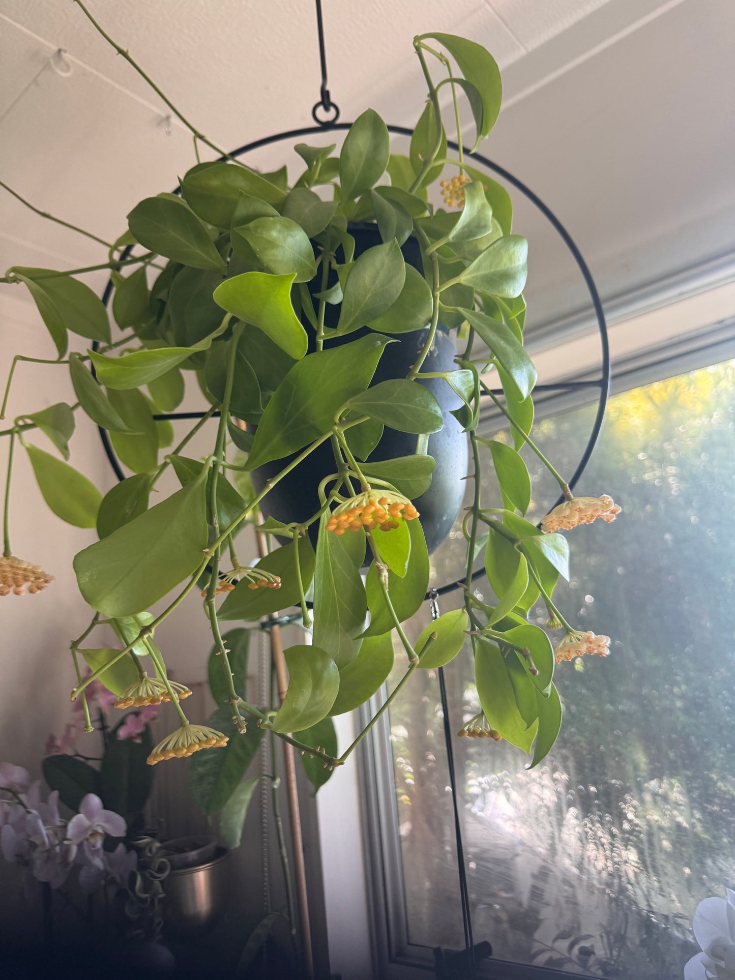 Hoya obscura (Yellow)