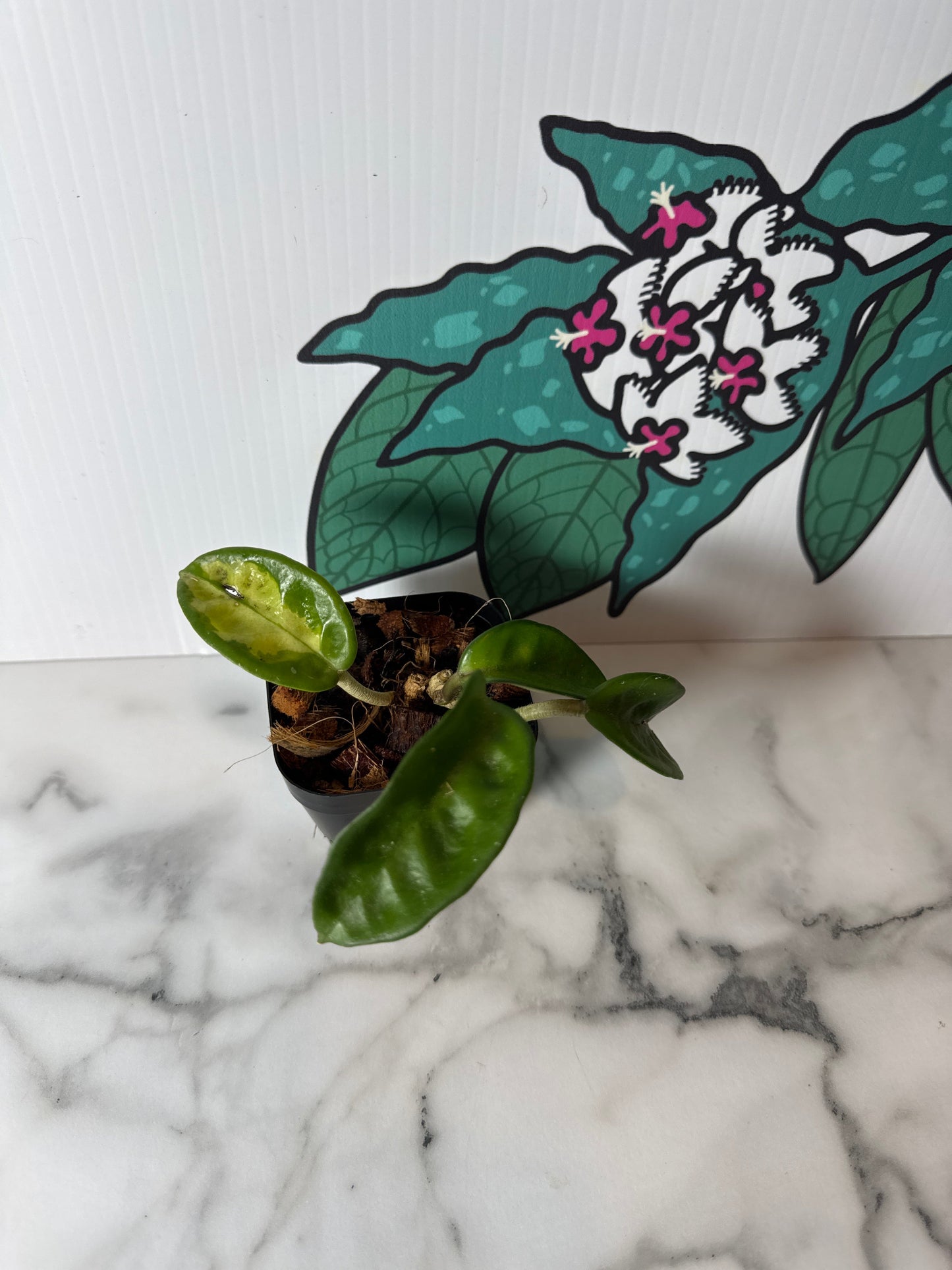 Inner variegated Hoya carnosa ‘Krinkle 8’