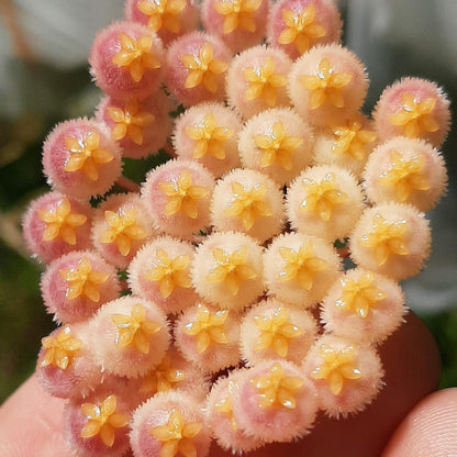 Hoya obscura