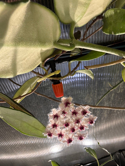 Hoya caudata - (Big Leaves)