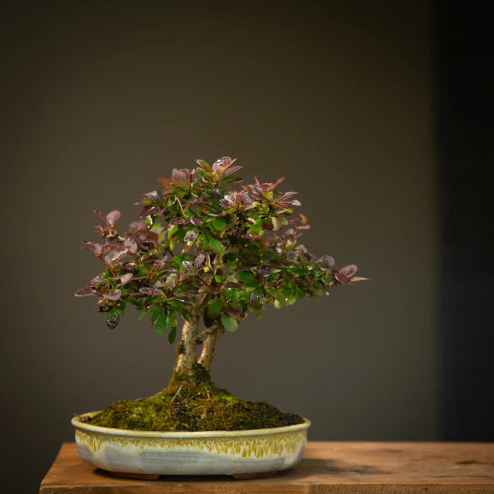 Berberis in NZ Made Ceramic