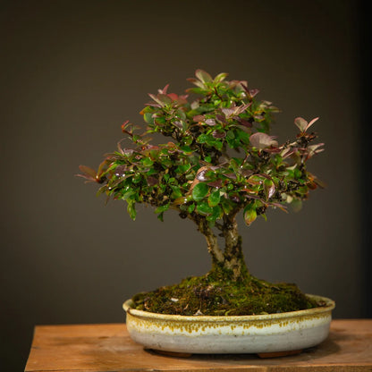 Berberis in NZ Made Ceramic