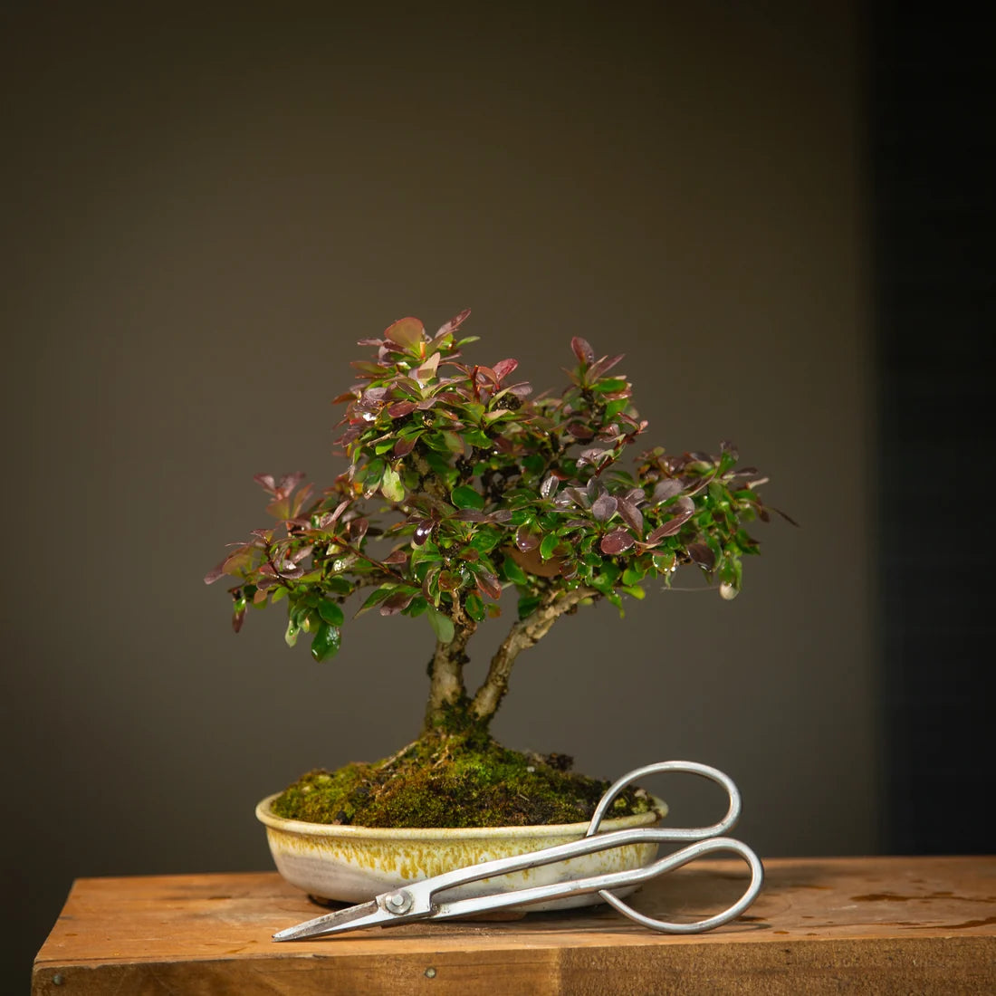 Berberis in NZ Made Ceramic