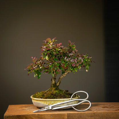 Berberis in NZ Made Ceramic