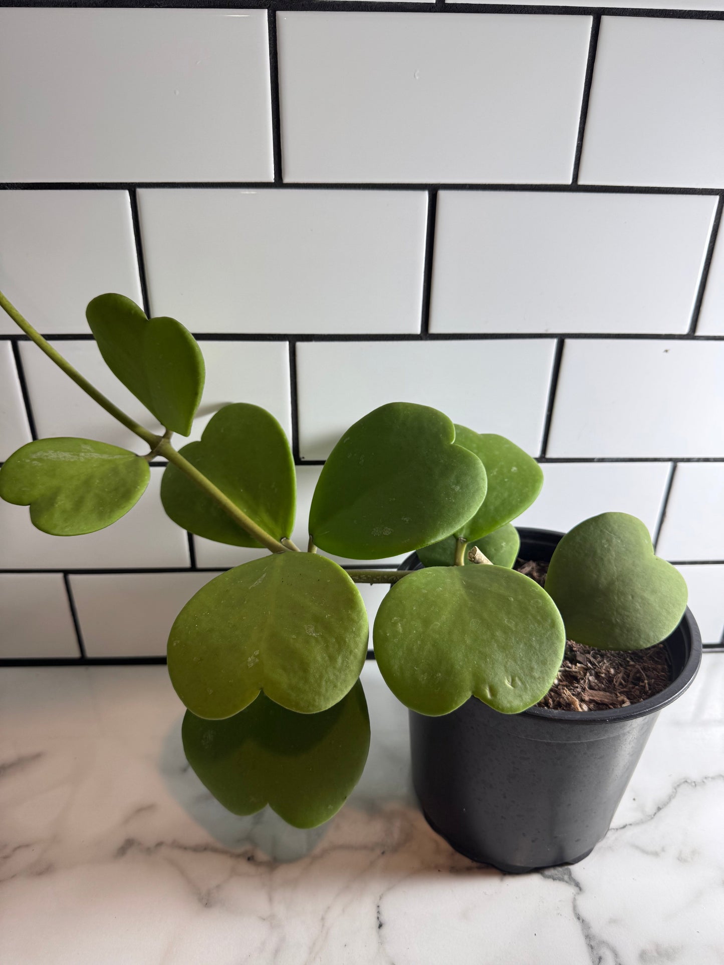 Hoya kerrii (Green form)