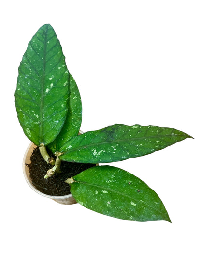 Hoya sp. Aceh, Clone 2, Extremely Rare