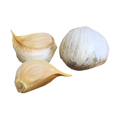 Elephant Garlic