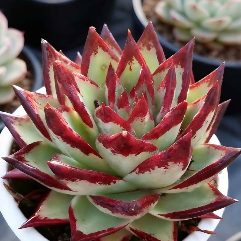 Echeveria Agavoides ‘Ebony’ | Auckland Grown