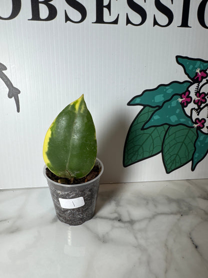 Hoya sp.  para albomarginata