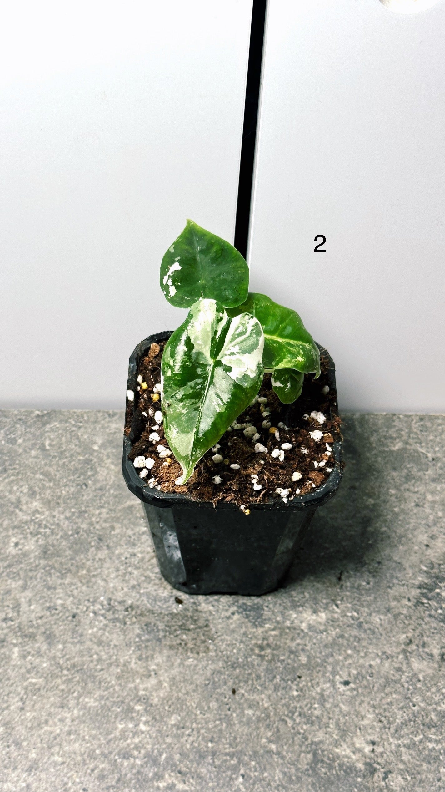 Alocasia Frydek Variegated
