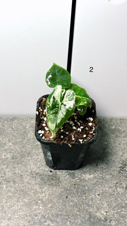 Alocasia Frydek Variegated