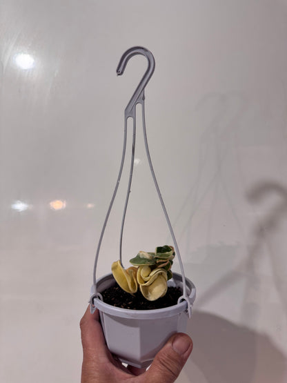 Budget-Friendly Hoya compacta ‘Regalis’