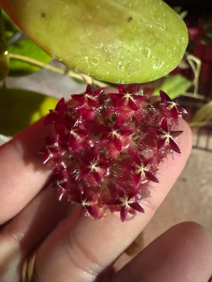 Hoya mindorensis  (Cuttings)