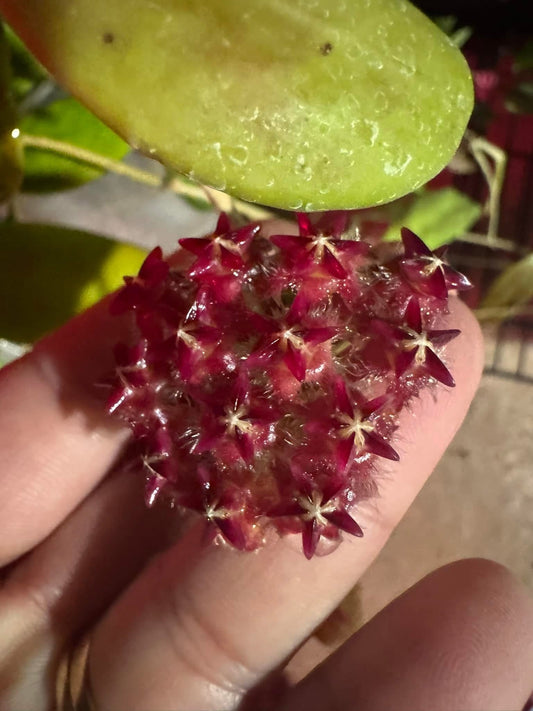 Hoya mindorensis  (Cuttings)