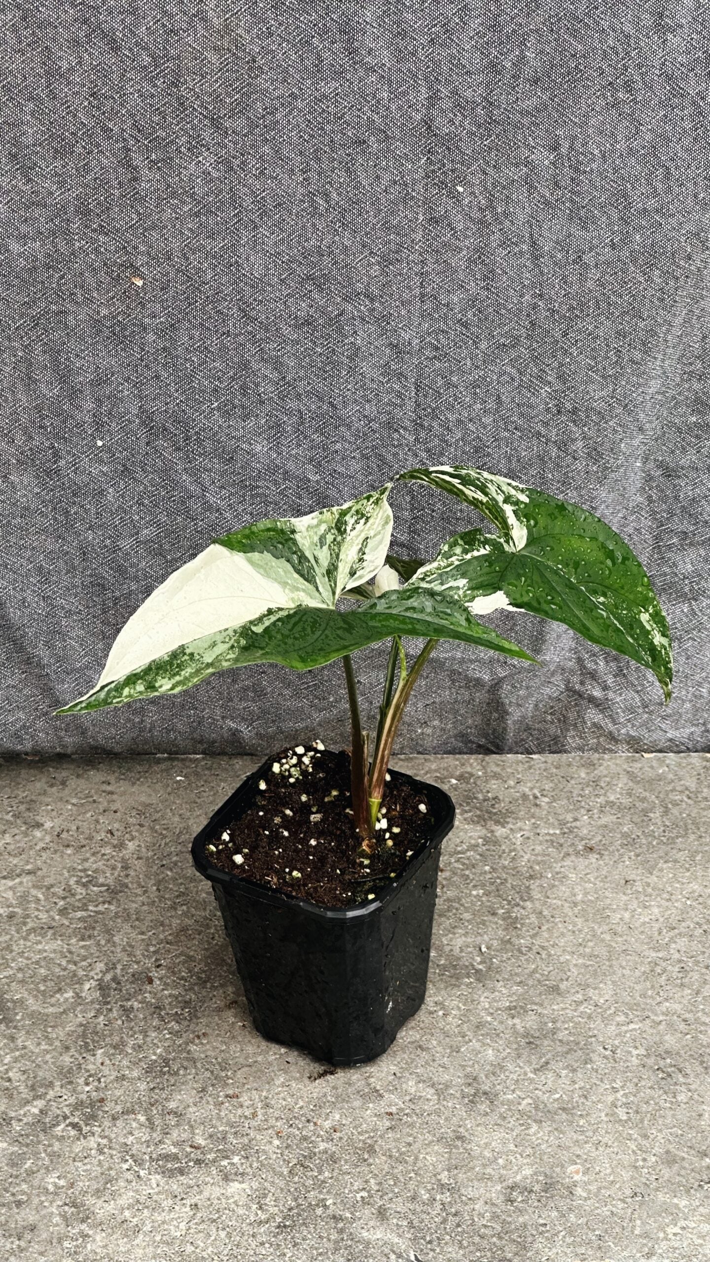 Syngonium Podophyllum Albo-Variegatum