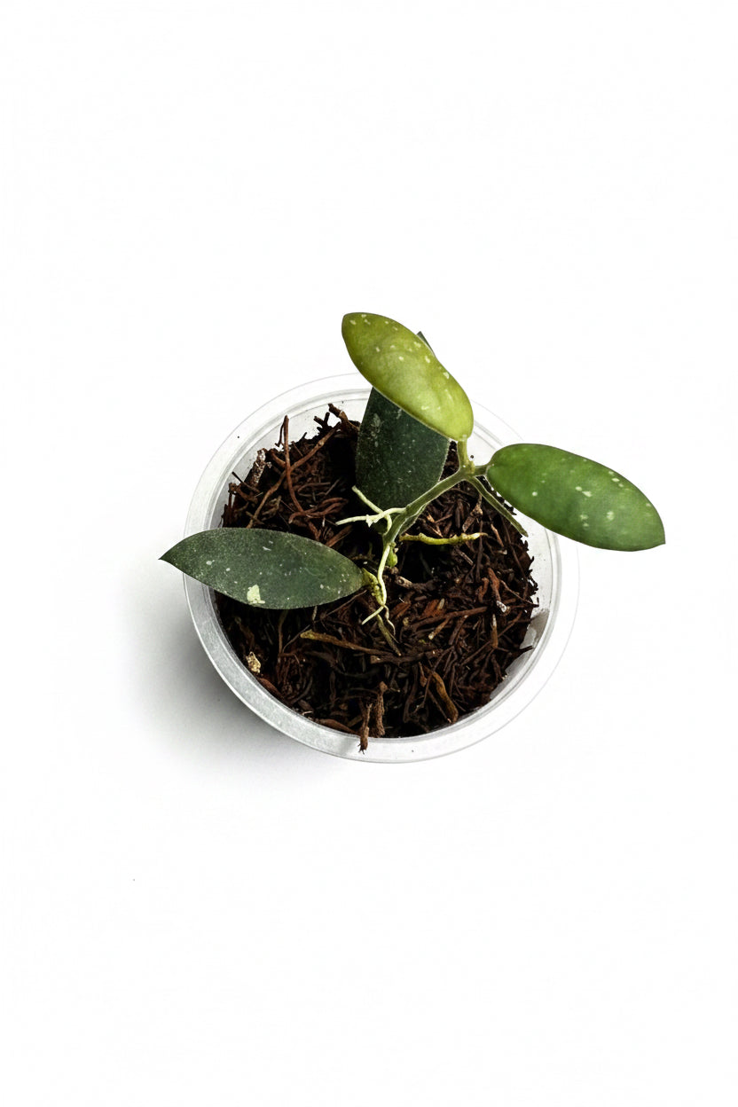 Hoya VL9, Very rare