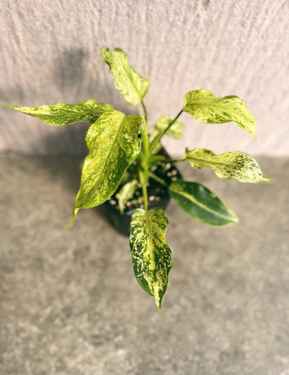 Philodendron Golden Dragon