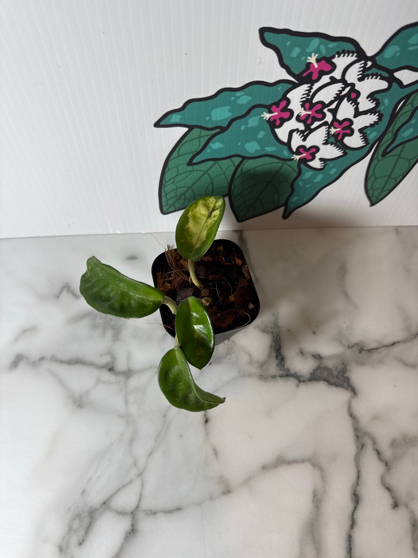 Inner variegated Hoya carnosa ‘Krinkle 8’