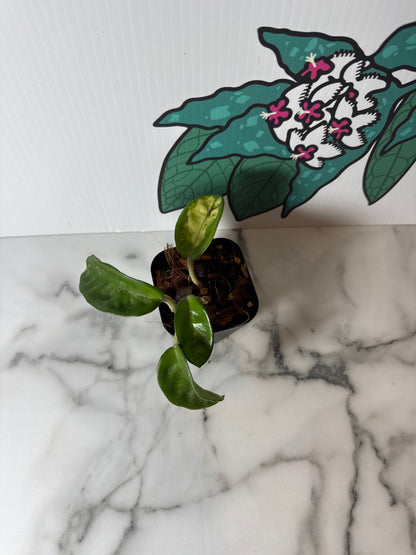 Inner variegated Hoya carnosa ‘Krinkle 8’