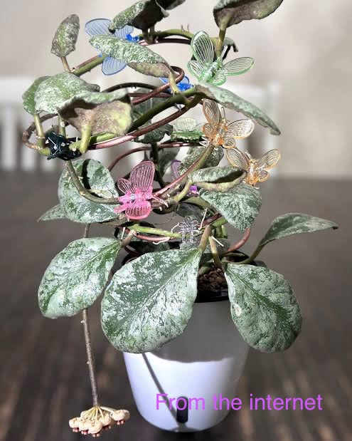 Hoya waymaniae ‘Cloudy Sky’ , Extremely Rare