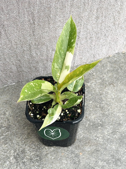 Philodendron Ring of Fire
