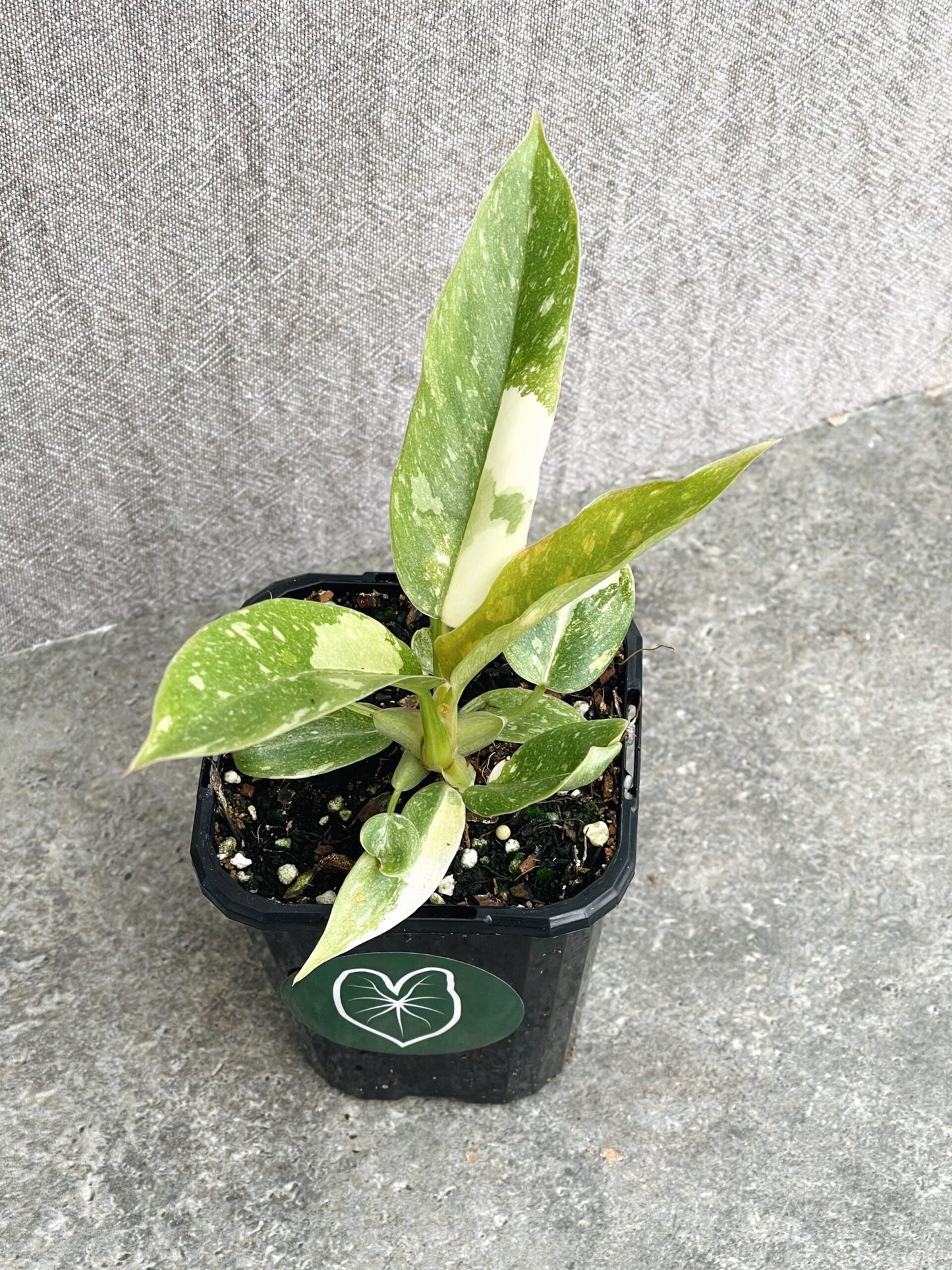 Philodendron Ring of Fire