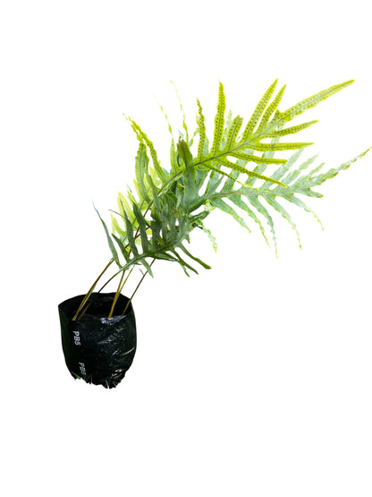 Blue Star Fern – Phlebodium aureum ‘Blue Star’ 2.8ltr