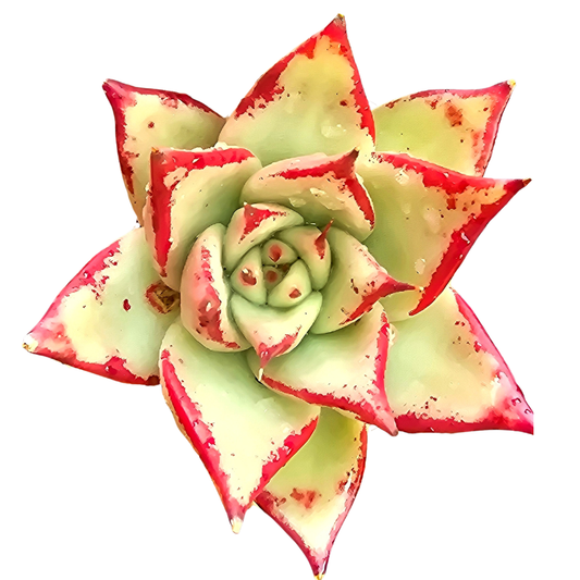 Echeveria Agavoides ‘Ebony’ | Auckland Grown