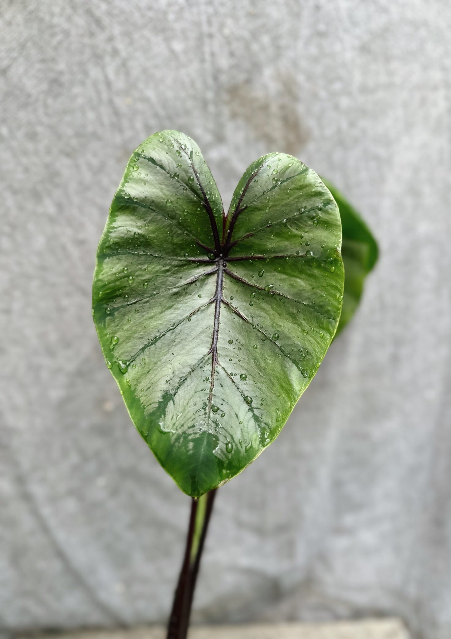 Colocasia Pharaoh's Mask