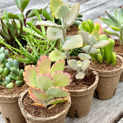 WEIRD & WONDERFUL Succulents Gift Box (6 Pack)