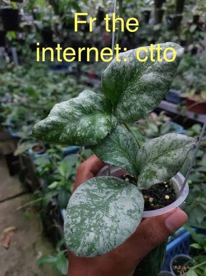 Hoya waymaniae ‘Cloudy Sky’ , Extremely Rare